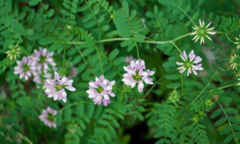 Neela Amari, Black Pepper, Onion – Ayurvedic Secrets for Stronger, Thicker Hair